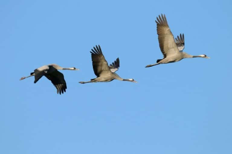 proiectul de OUG publicat de MAI / DOCUMENT
