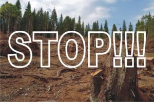 Măsuri împotriva furtului de lemn și acces pentru cetățeni în toate pădurile (Document)