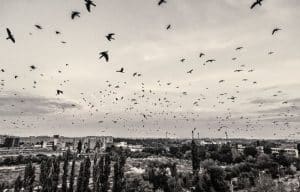 ‘O să încercăm să le gonim cu artificii’