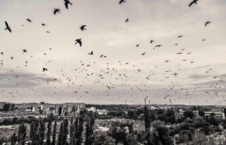 ‘O să încercăm să le gonim cu artificii’