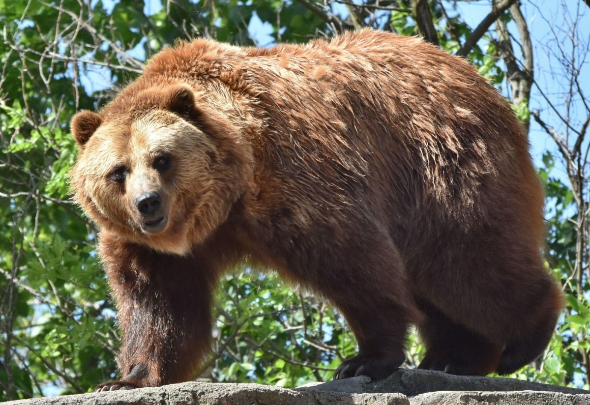 ‘Toți așa-zișii iubitori de animale ar trebui să fie obligați’